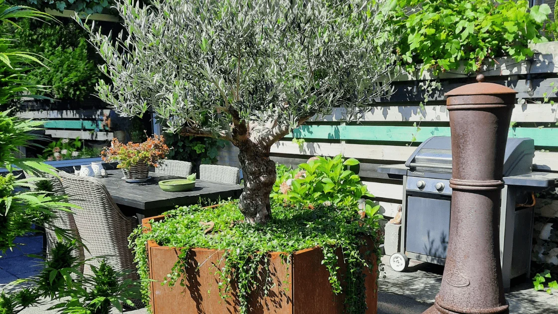 Oliwka w dużej donicy: wybór odpowiedniej donicy i wskazówki dotyczące pielęgnacji